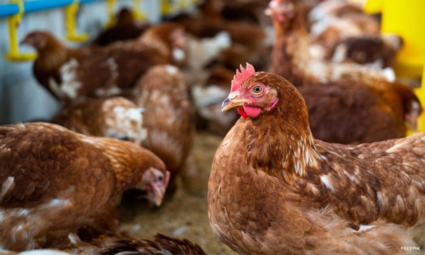 Philippines bans poultry imports from Japan hinh anh 1