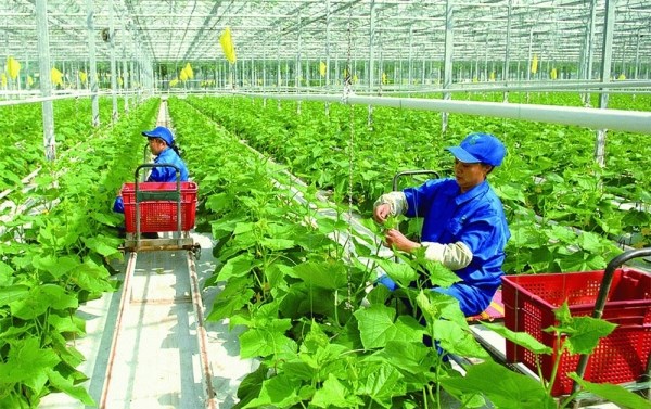 Green production helps secure sustainable agriculture: Experts hinh anh 1