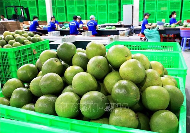 Vietnam strives to increase competitiveness for agricultural exports to US hinh anh 2