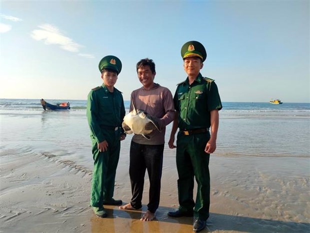 Rare sea turtle released back to wild hinh anh 1