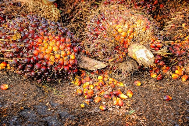 Malaysia's palm oil stocks hit six-month low hinh anh 1