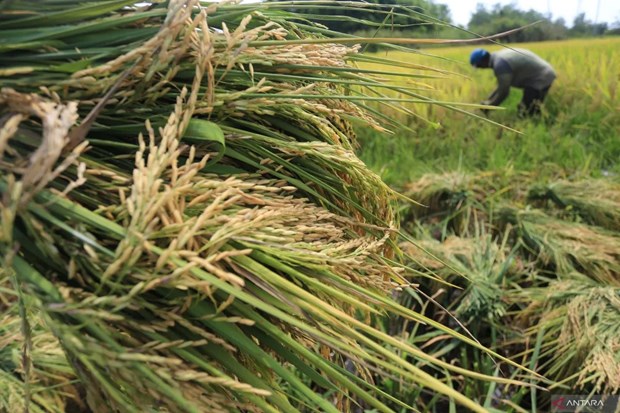 Indonesia implements measures to stabilise rice supply, rice prices hinh anh 1