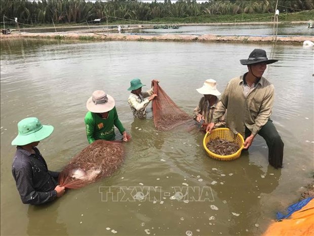 Conference seeks measures for shrimp sector's sustainable development hinh anh 1
