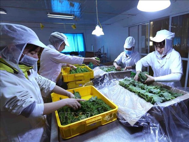 Fruit, vegetable exports see green shoots, targeting 7 billion USD hinh anh 1