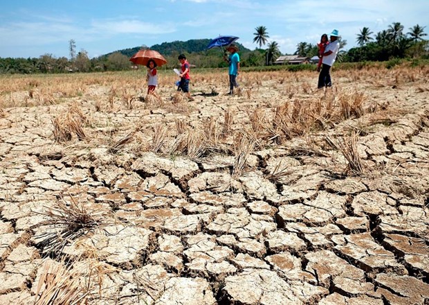 El Nino costs Philippine agriculture up to nearly 19 mln USD hinh anh 1