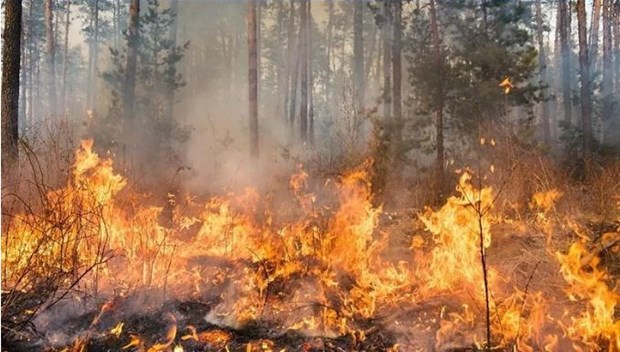 Thailand makes extra efforts to fight forest fires hinh anh 1