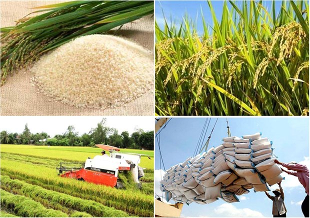 Rice sector needs stronger linkage chain hinh anh 1