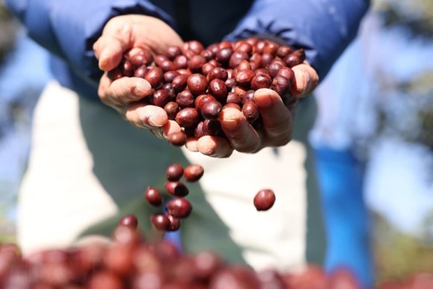 Domestic coffee prices at record high hinh anh 1