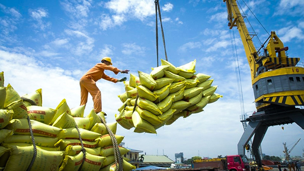Vietnam's rice exports to Senegal remain low compared to demand hinh anh 1