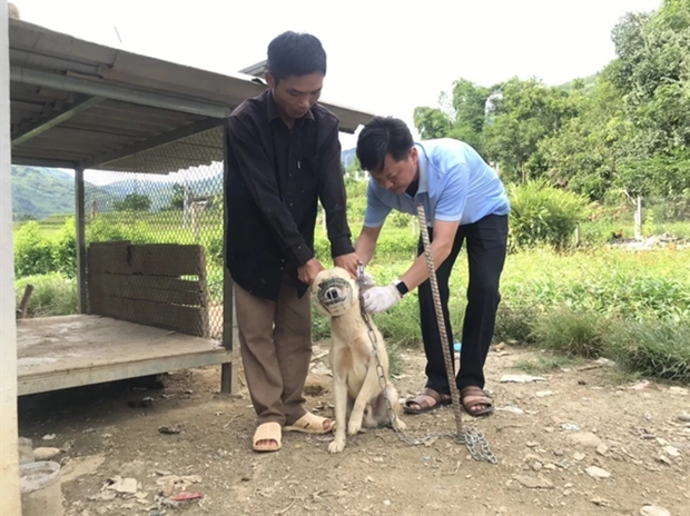 PM requests strict rabies prevention and control hinh anh 1