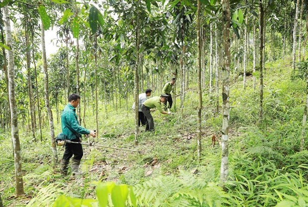 Forest coverage remains at 42.02% in 2023: ministry hinh anh 1