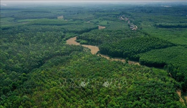 Quang Tri promotes forest protection, afforestation to reduce emissions hinh anh 1