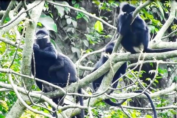 Hatinh langur spotted in Quang Tri hinh anh 1