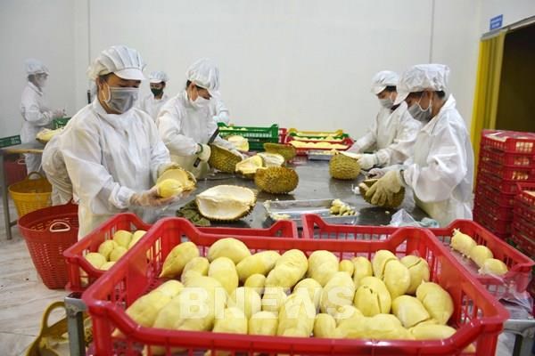 Breakthroughs recorded in fruit, vegetable exports in Q1 hinh anh 1