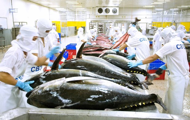 Tuna exports predicted to rebound as billion-USD earner hinh anh 1