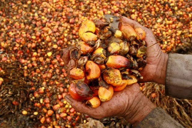Indonesia’s palm oil exports account for 54% of the world’s hinh anh 1