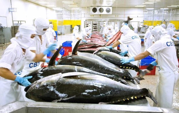 Vietnamese tuna products exported to 80 markets worldwide hinh anh 1