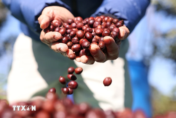 Vietnam – EU’s second biggest coffee supplier in 2023 hinh anh 1