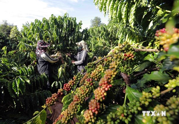 Measures sought for coffee firms to adapt to EU Deforestation Regulations hinh anh 1