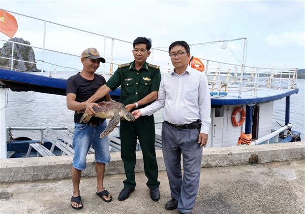 Sea turtle returned to ocean in waters off Kien Giang province hinh anh 1