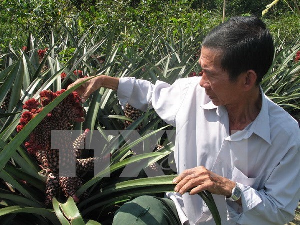 Tien Giang expands pineapple growing area hinh anh 1