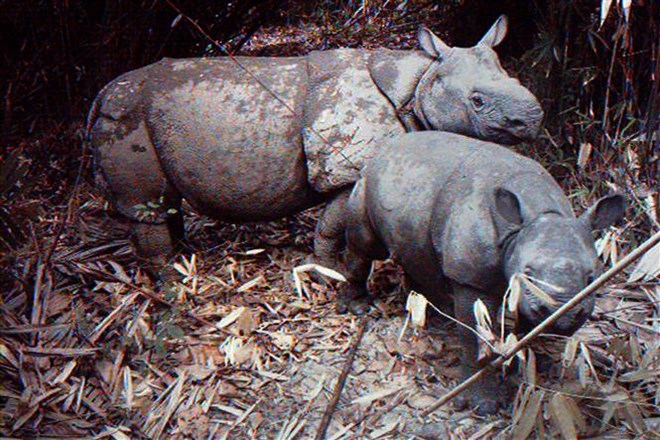 Indonesia tsunami sparks fears of Javan rhino endangerment | World |  Vietnam+ (VietnamPlus)