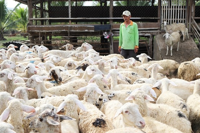 Ninh Thuan raises baa for sheep farming | Society | Vietnam+ (VietnamPlus)