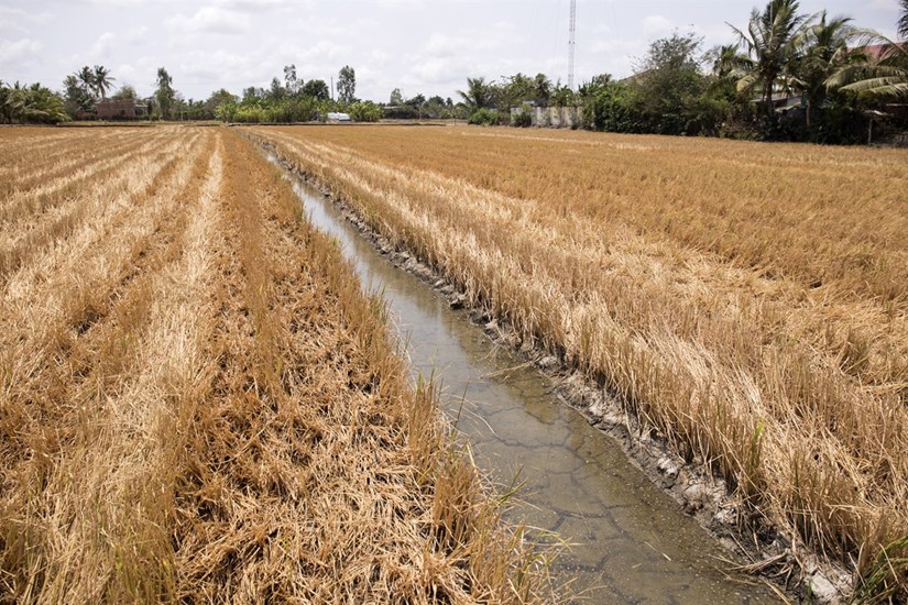 Mekong Delta locals respond to drought and saltwater intrusion hinh anh 2