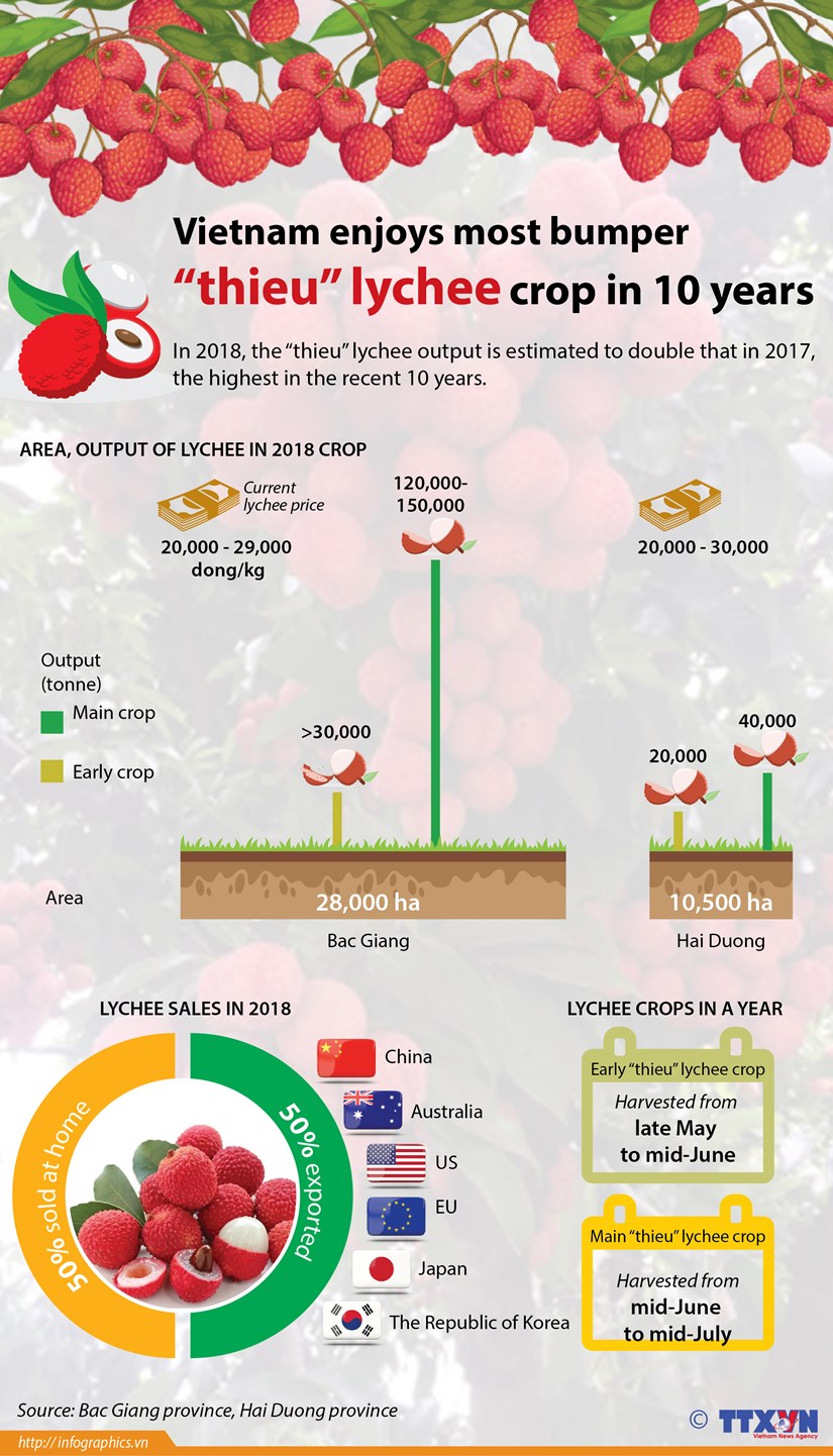 Vietnam enjoys most bumper "thieu" lychee crop in 10 years hinh anh 1