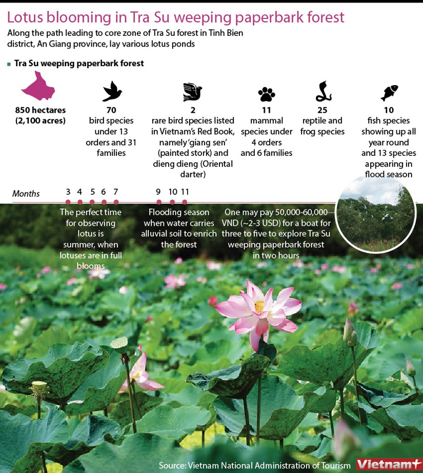 Lotus blooming in Tra Su weeping paperbark forest hinh anh 1