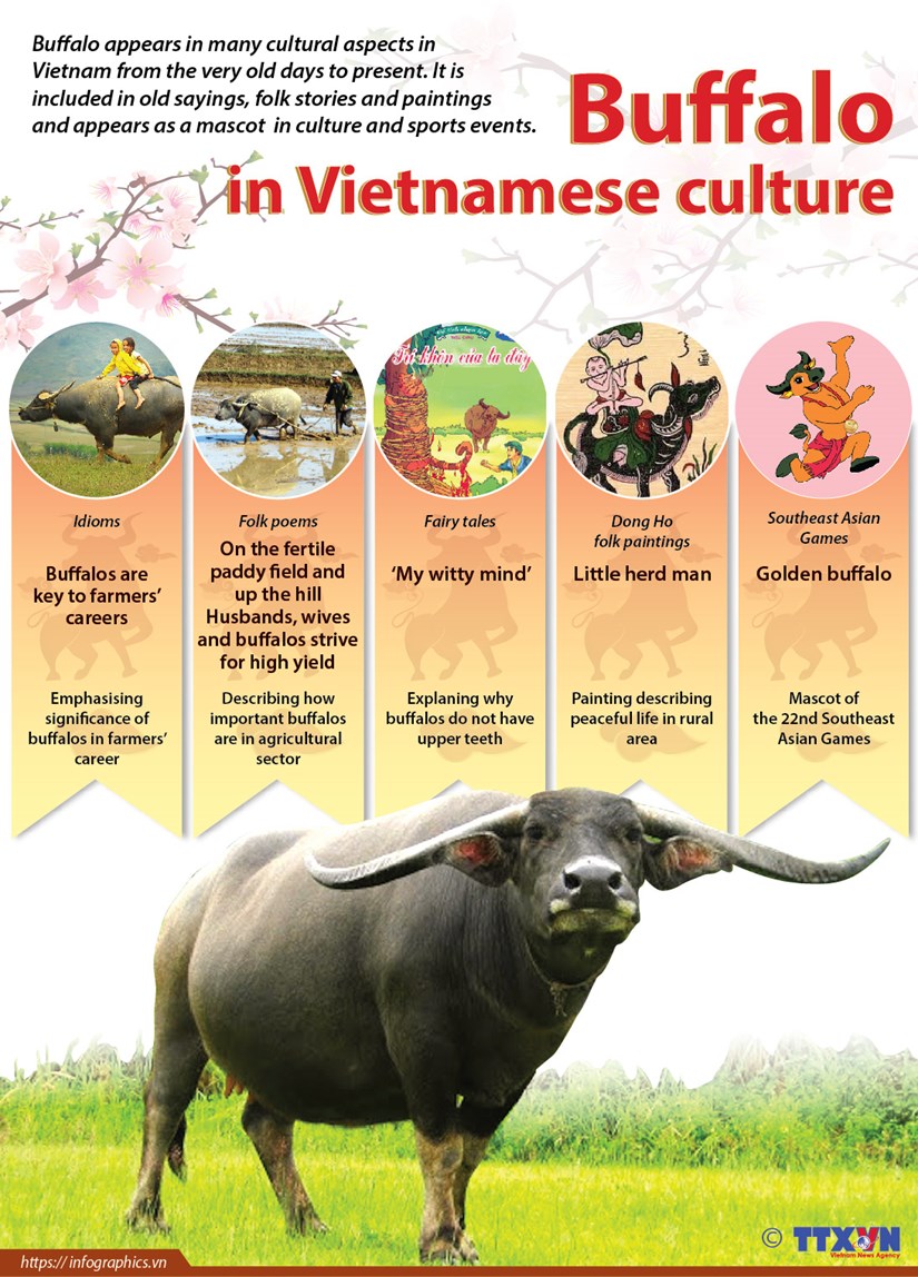 Buffalo in Vietnamese culture hinh anh 1