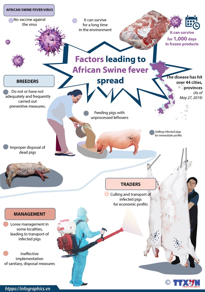 Factors leading to African Swine fever spread hinh anh 1