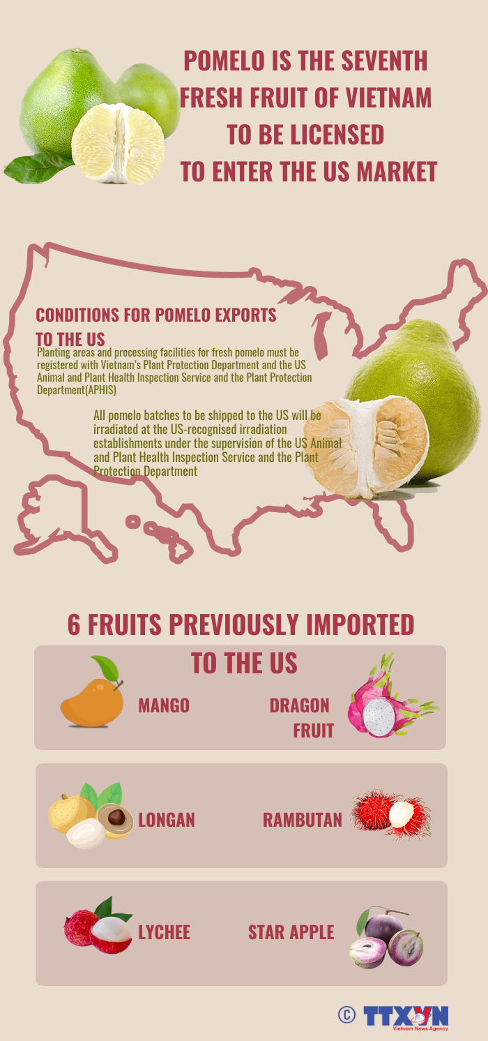 Pomelo - Seventh fresh fruit of Vietnam to be licensed to enter US market hinh anh 1