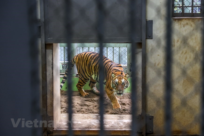 Meet the “nannies” of tigers at Hanoi Zoo | Environment | Vietnam+  (VietnamPlus)