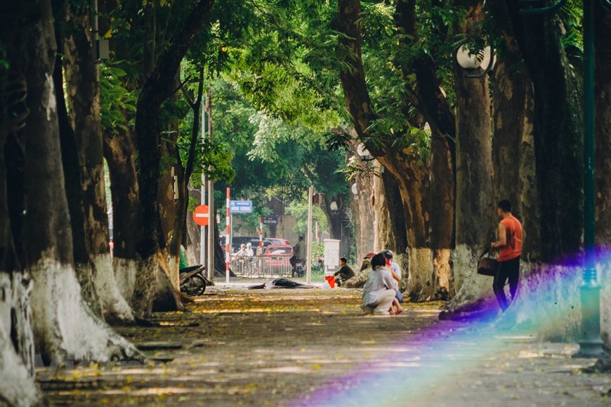 Golden leaves fall on most romantic street in Hanoi | Travel | Vietnam+  (VietnamPlus)