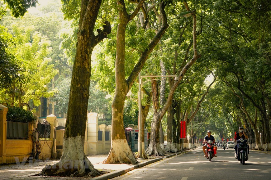 Golden leaves fall on most romantic street in Hanoi | Travel | Vietnam+  (VietnamPlus)