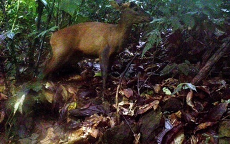 Rare animals found in Pu Hu Nature Reserve | Environment | Vietnam+  (VietnamPlus)