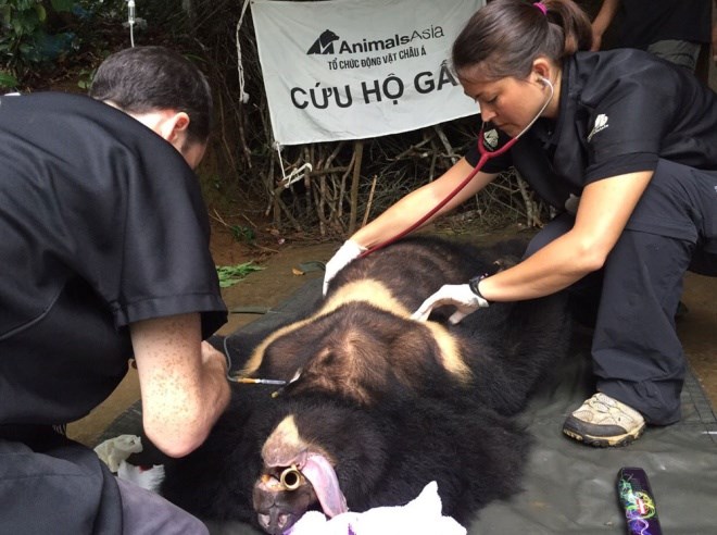 Moon bear rescued in Lam Dong province | Environment | Vietnam+  (VietnamPlus)