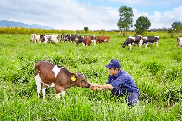 Vietnam, Australia strengthen cow-breeding cooperation | Business | Vietnam+ (VietnamPlus)