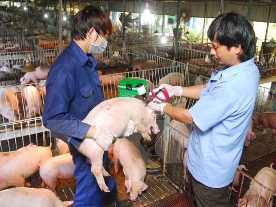 Measures urged to be taken to prevent African Swine Fever | Society |  Vietnam+ (VietnamPlus)
