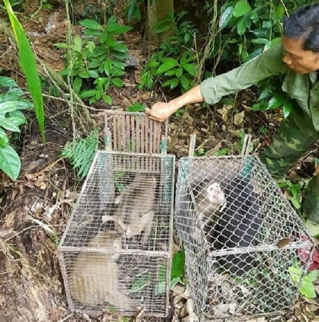 Phong Nha-Ke Bang National Park releases 11 rare animals | Environment |  Vietnam+ (VietnamPlus)