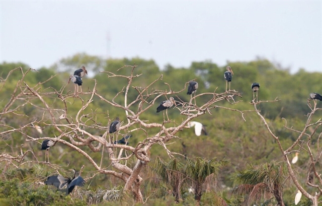Valuable birds migrate to Bac Lieu province | Environment | Vietnam+  (VietnamPlus)