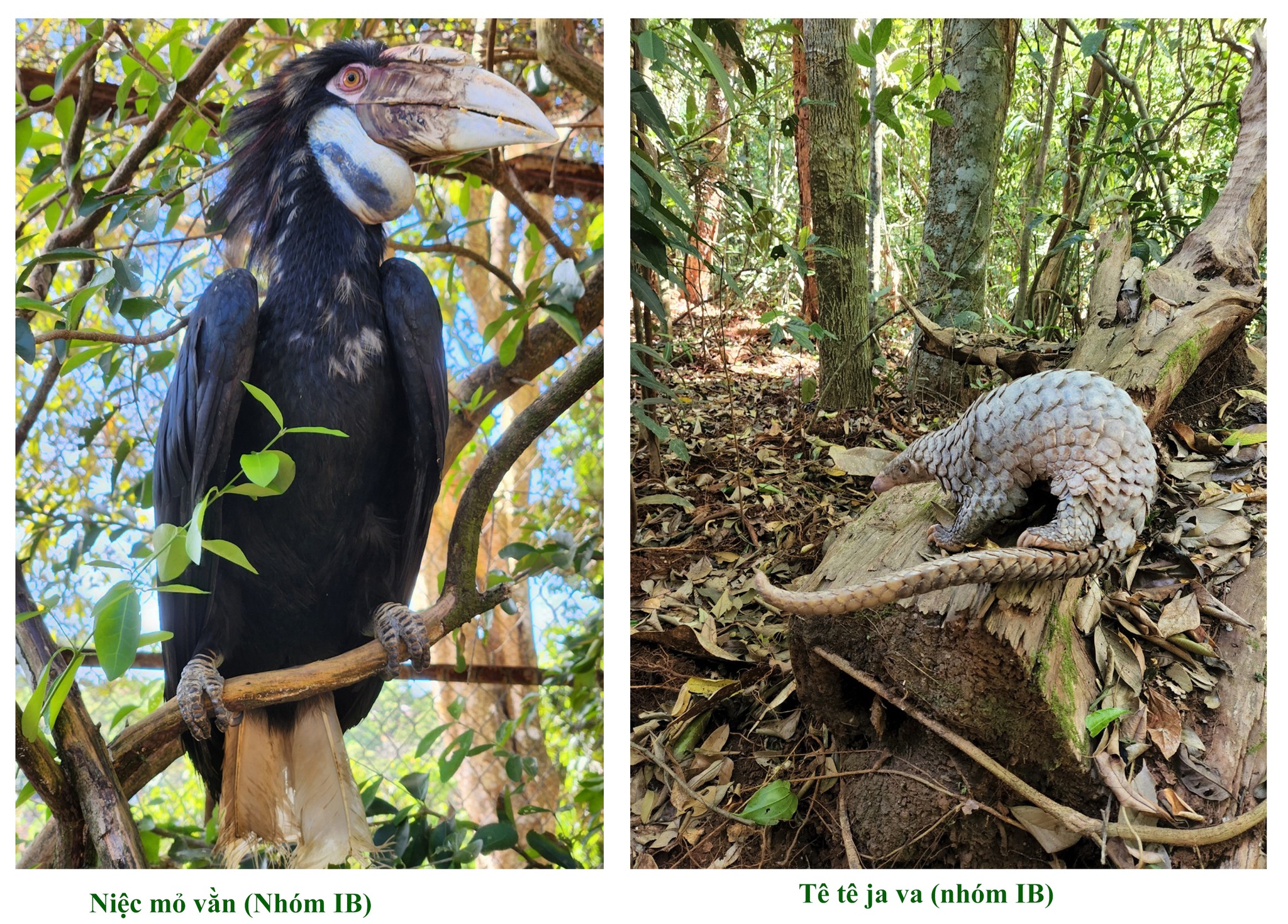 Animals of 14 rare species released into Bu Gia Map National Park |  Environment | Vietnam+ (VietnamPlus)